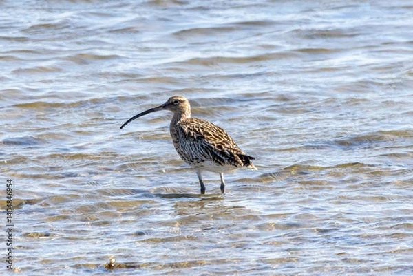 Obraz 
curlew