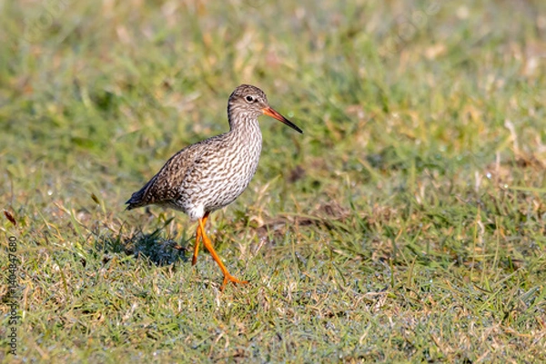 Obraz redshank