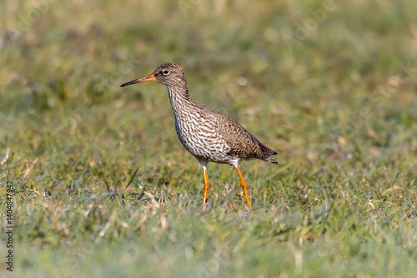 Obraz redshank