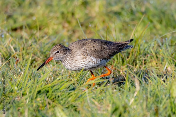 Obraz redshank