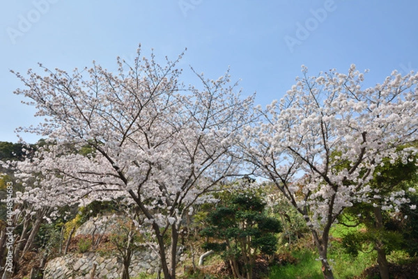 Obraz 神戸北野町の桜