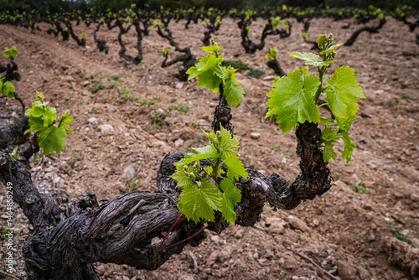 Obraz Vigne dans le Roussillon