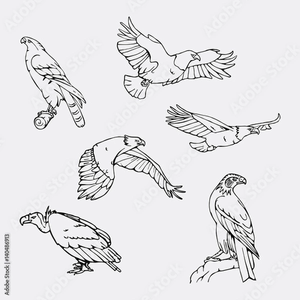 Obraz Hand-drawn pencil graphics. Birds of prey set.