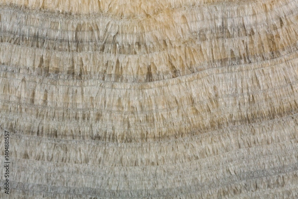 Obraz Your new perfect texture for strict design.