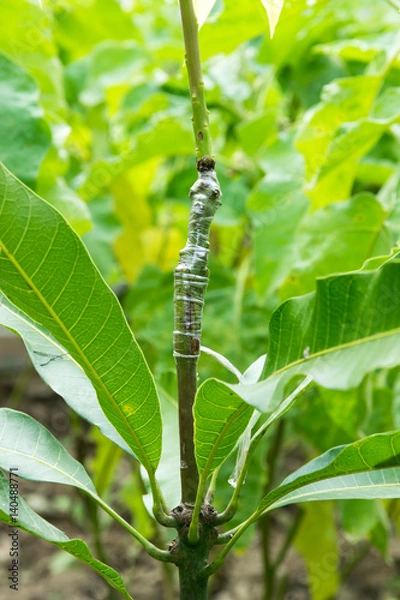 Obraz Grafting on the mango trees