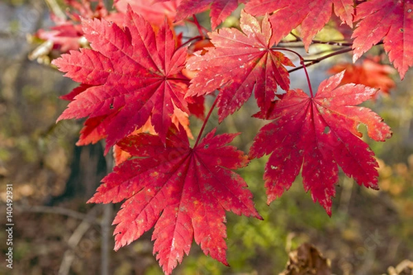 Obraz Red autumn leaves