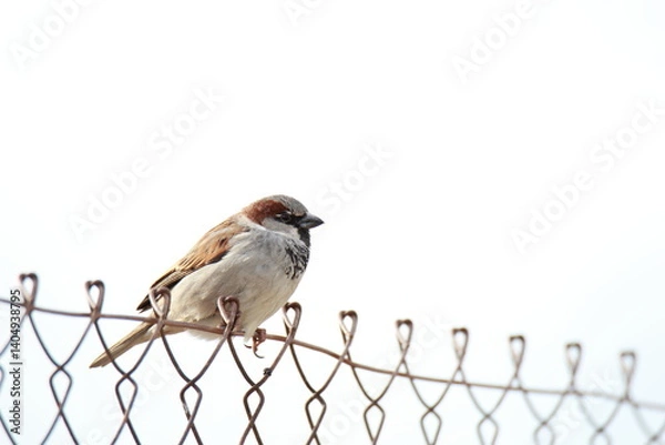 Obraz House Sparrow