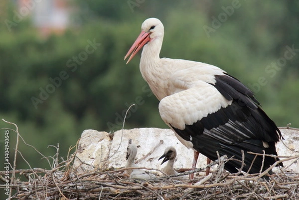 Obraz Stork