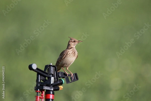 Obraz Common Lark