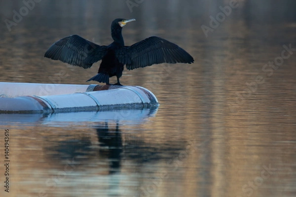 Obraz Great Cormorant