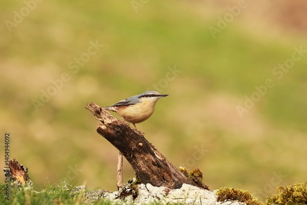 Obraz Eurasian nuthatch