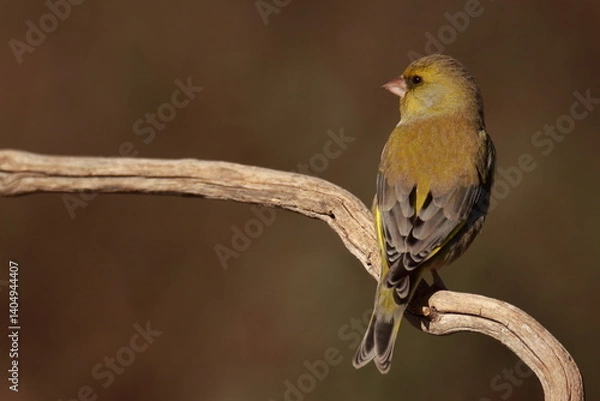 Obraz greenfinch