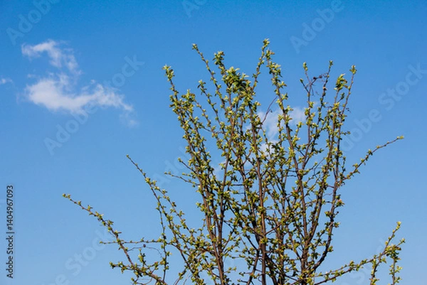 Fototapeta Fresh spring foliage unfurling on a Pear tree under a bright blue sky with a few clouds.
