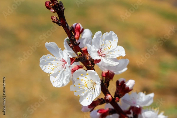 Fototapeta Branch of apricot blossoms with delicate white petals and pink centers, some still in bud, against a blurred background. Springtime.