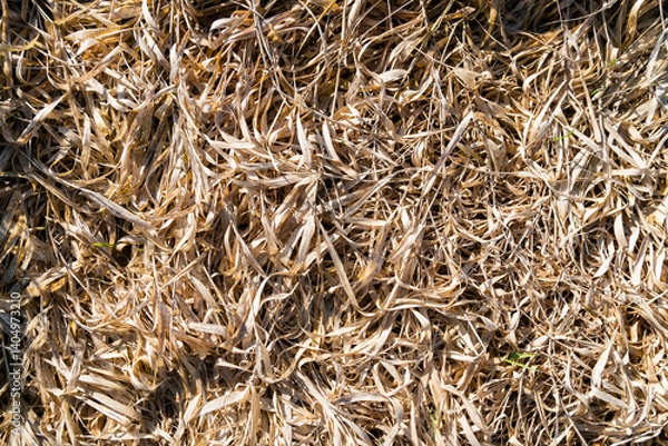 Obraz Last year's dry vegetation (grass) as a natural texture.
