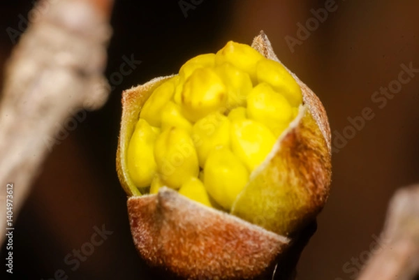 Fototapeta cornelian cherry yellow flower buds
