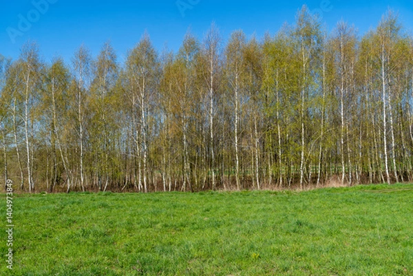 Obraz Young birch grove in the morning.