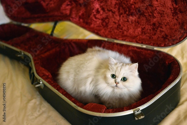 Fototapeta White cat with guitar isolated