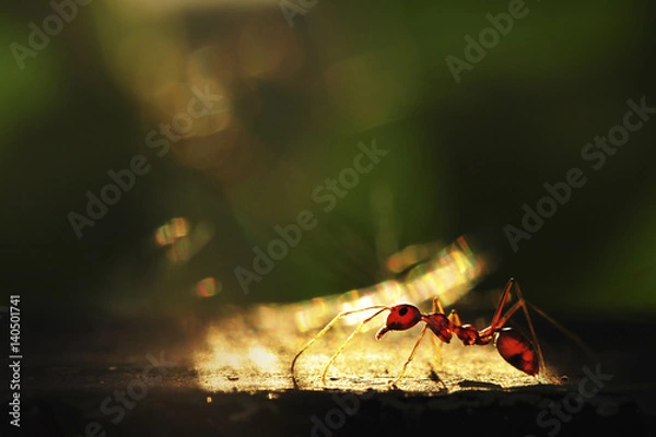 Fototapeta Ant with light and shadow