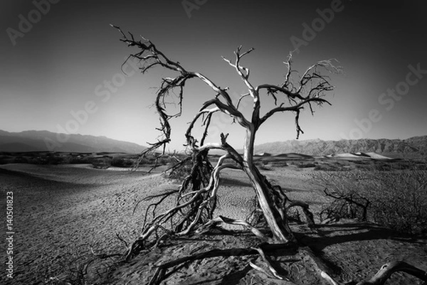 Obraz Dead tree in Deth Valley