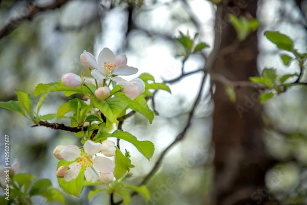 Fototapeta Spring blossoms tree. A tree branch in springtime. Springtime nature background
