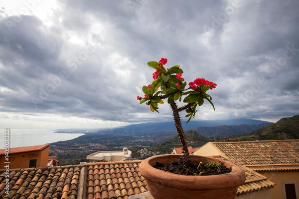 Fototapeta beautifully Crown of Thorns plant against a stunning panoramic view  of the coast of Calabria, hills of Etna from Castelmola, Sicily, Italy