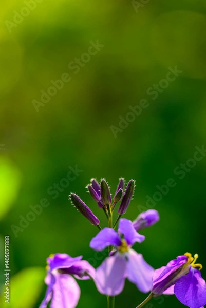 Obraz 大紫羅欄花（おおむらさきざらんか）