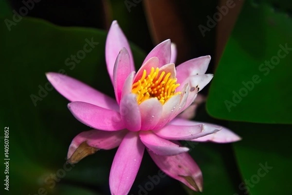 Obraz 雨に濡れた蓮の花