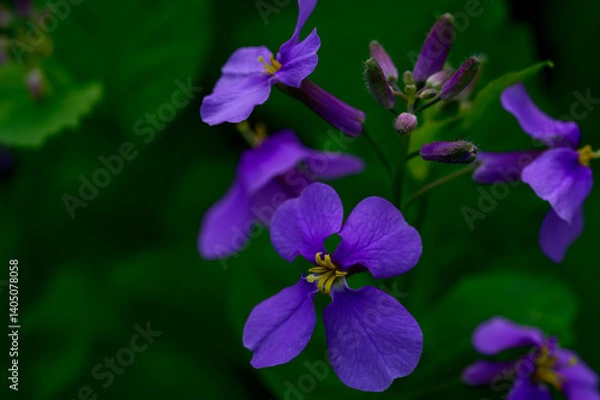 Fototapeta 大紫羅欄花（おおむらさきざらんか）