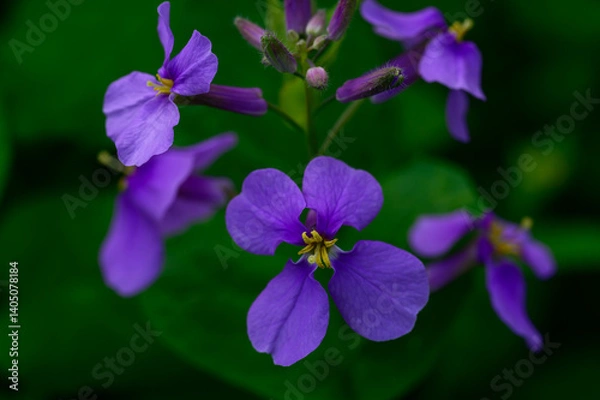 Obraz 大紫羅欄花（おおむらさきざらんか）