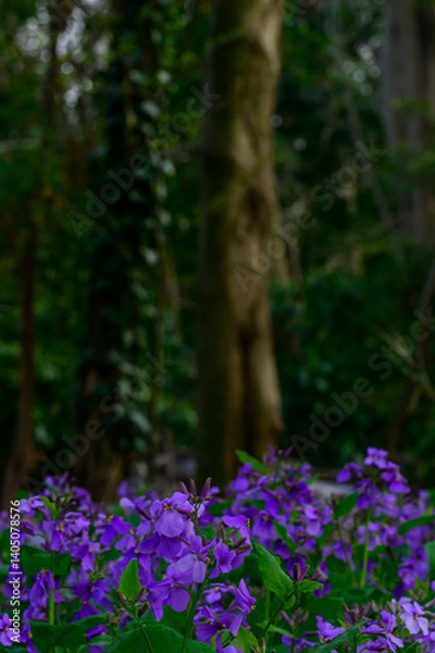 Fototapeta 大紫羅欄花（おおむらさきざらんか）