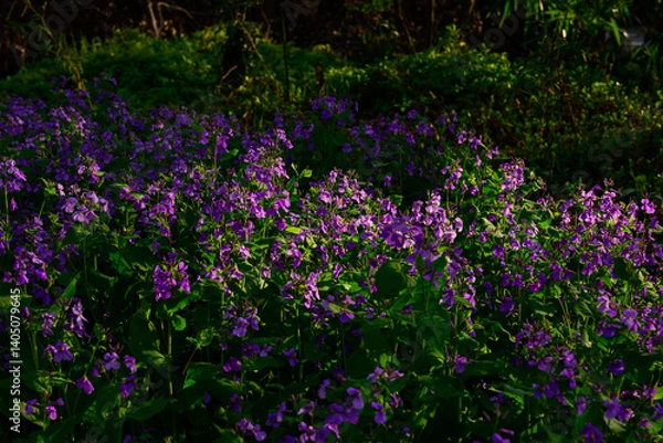 Fototapeta 大紫羅欄花（おおむらさきざらんか）