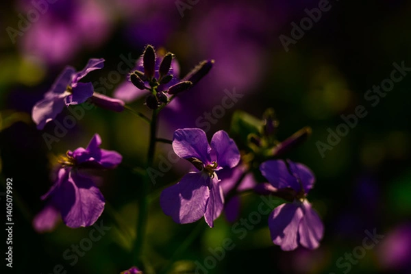 Fototapeta 大紫羅欄花（おおむらさきざらんか）