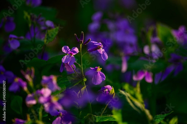 Fototapeta 大紫羅欄花（おおむらさきざらんか）