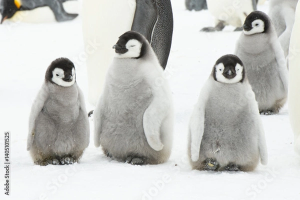 Fototapeta  Emperor Penguin chicks, grouped together looking in different directions. Snow Hill Emperor Penguin Colony, Antarctica