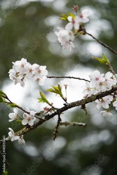 Fototapeta 桜の花が満開
