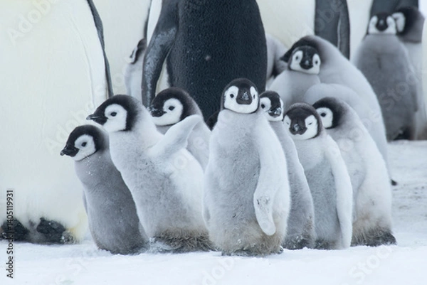 Obraz Colony of emperor penguins at Snow Hill Island, Weddell Sea, Antarctica, Polar Regions