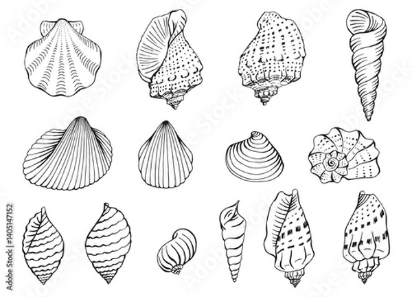 Obraz Set of seashells. Hand drawn vector illustration.