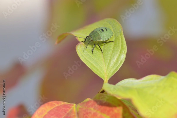 Obraz  Grüne Stinkwanze