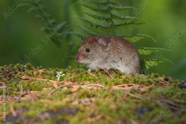 Obraz Little mouse on the moss