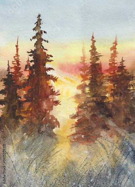 Fototapeta Sunset in the spruce forest