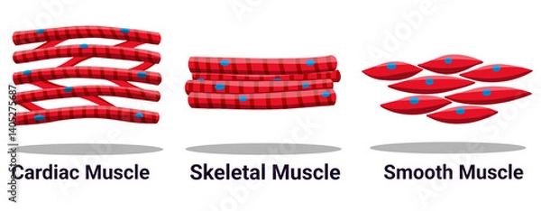 Obraz Different types of muscle cells. Types of muscle tissue. Set of human muscle cells in simple style isolated on white background. Suitable elements for human body anatomy, education, and science in PNG