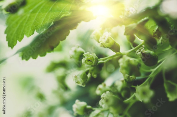 Fototapeta flowers black currant, spring background