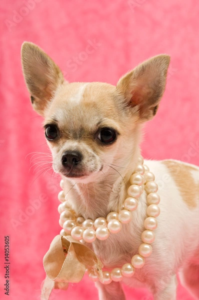 Obraz Chihuahua on a pink background