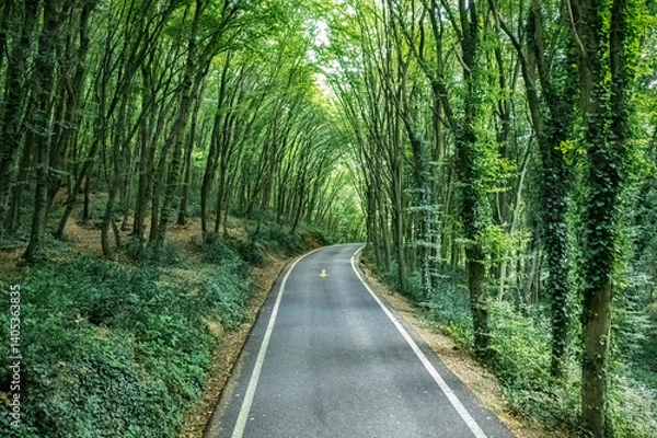 Fototapeta Belgrade Forest in Turkey. An asphalt road winding through the forest in summer. Fallen leaves between the road and the trees.