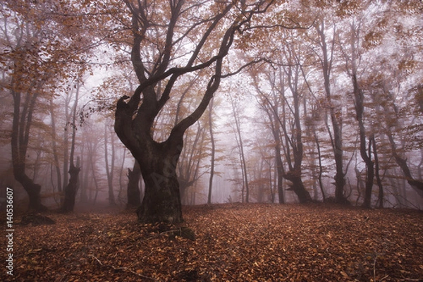 Fototapeta Crimea forest