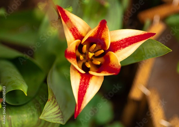 Obraz red and yellow flower