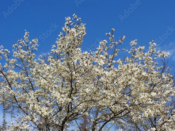 Fototapeta Цветущие деревья магнолии кобус