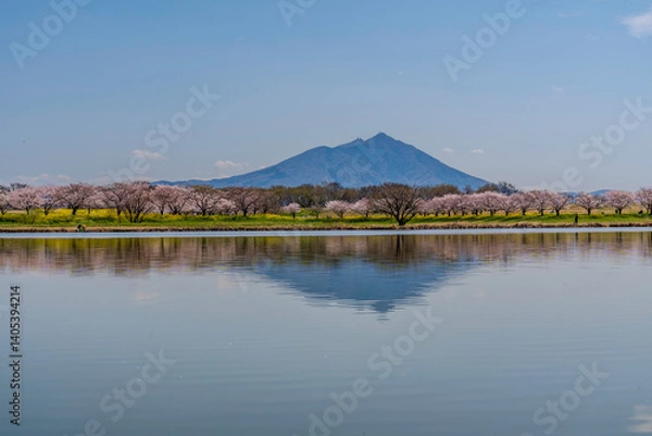 Fototapeta 茨城県筑西市母小島遊水地に映る筑波山と桜並木