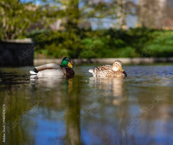 Fototapeta Two ducks, one with a green head and another with mottled brown feathers, swim in a calm lake surrounded by greenery, reflecting a serene day under a clear sky.